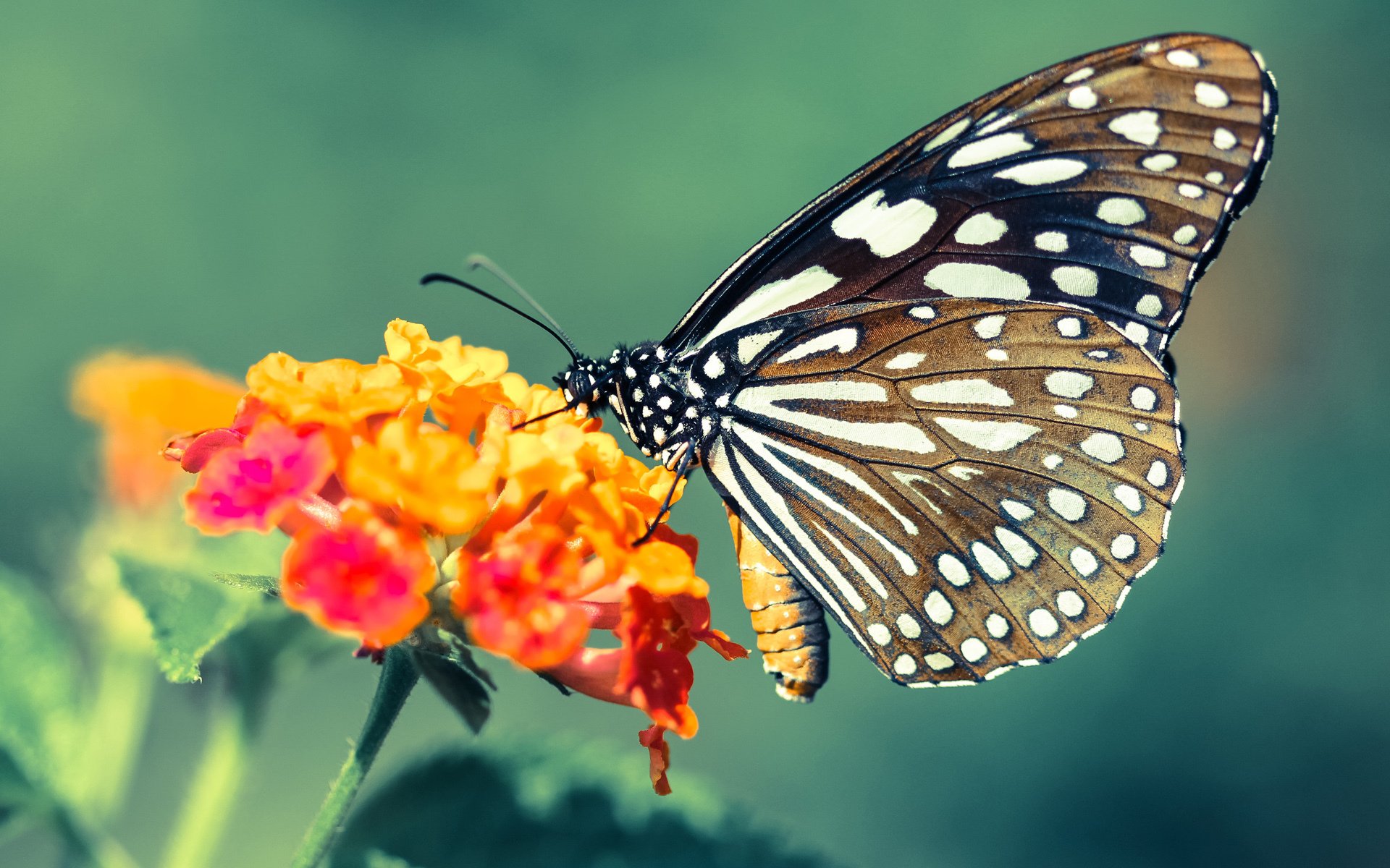 爱游戏入口-Chinese Taipei团队未来展望:科技助力与跨界合作,chinese taipei译中文