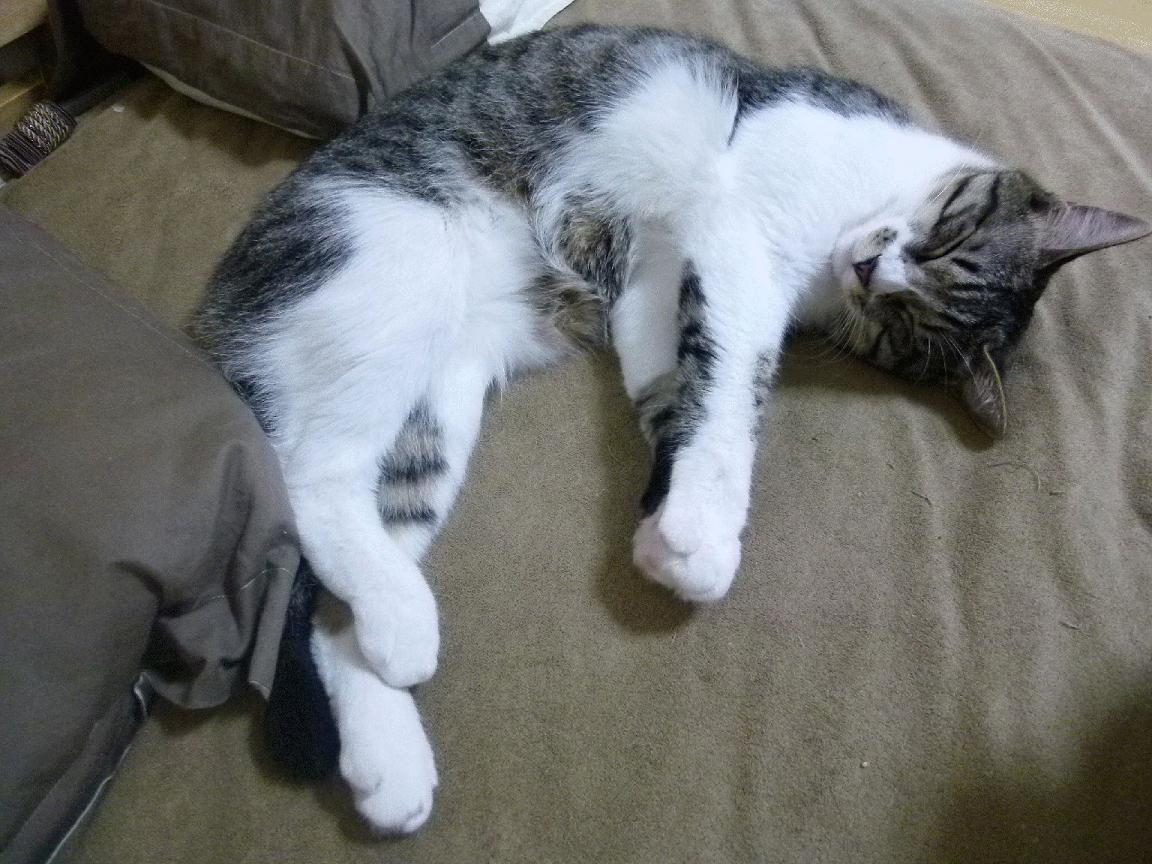 爱游戏体育-Palmer技战术全面，极具发展潜力，palmer owned