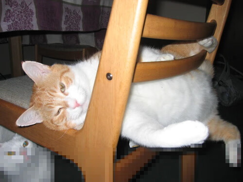 爱游戏下载-体育明星参与体育公益创新项目推广,体育明星公益活动