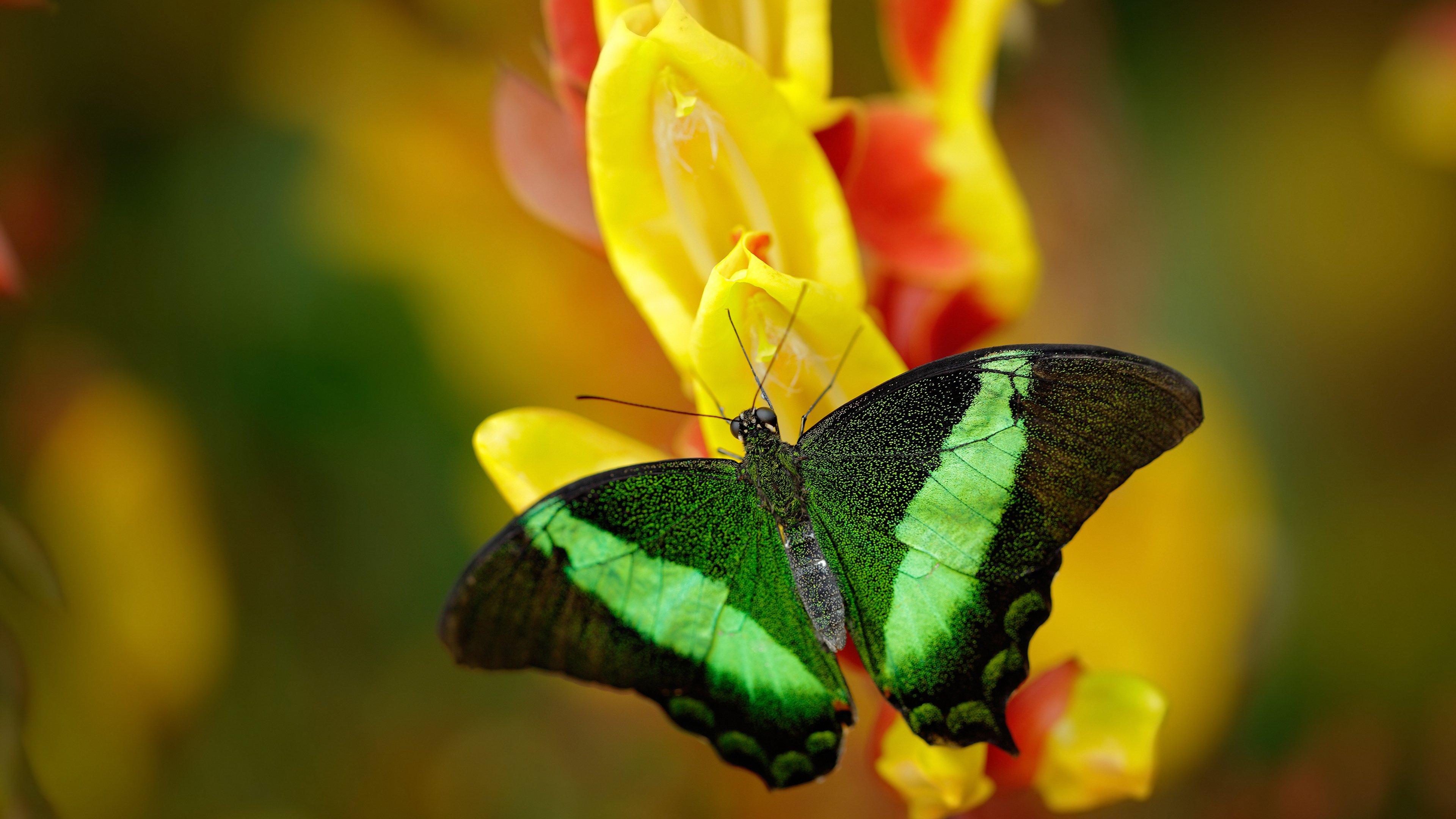爱游戏体育-皇马利用速度差打出致命反击，皇马打的是什么阵型