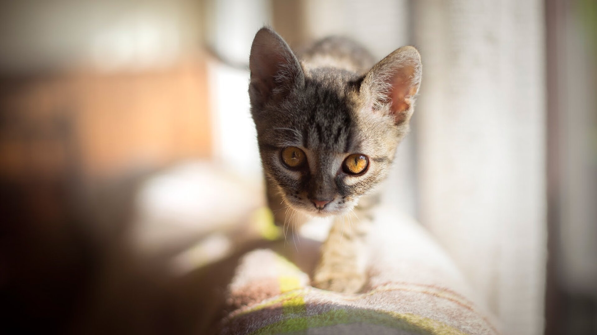 爱游戏app活动-世界足球顶级教练研讨会顺利召开，2021世界足球教练