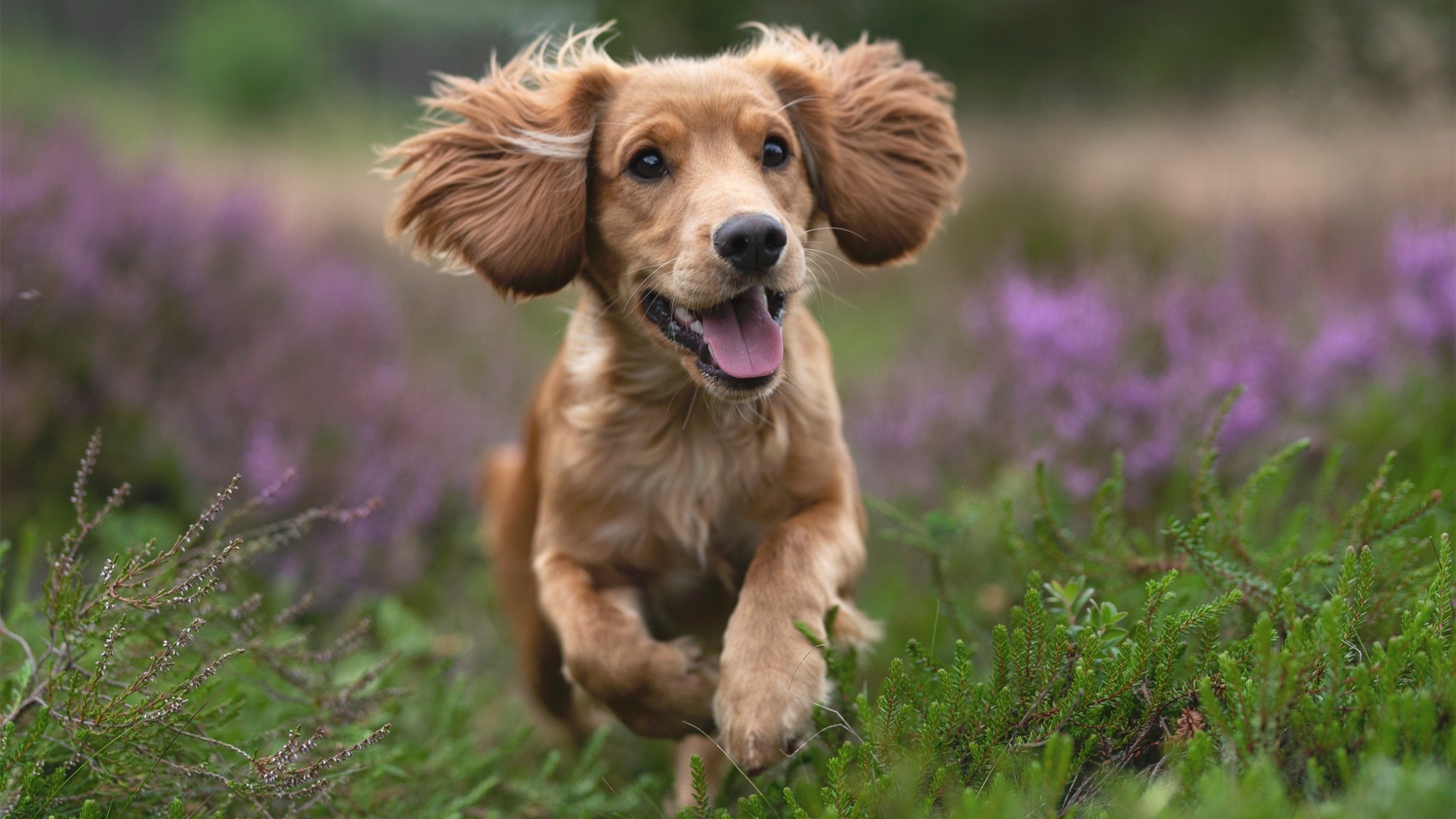 爱游戏体育在线-南非水球队反击效率惊人，南非水系分布图