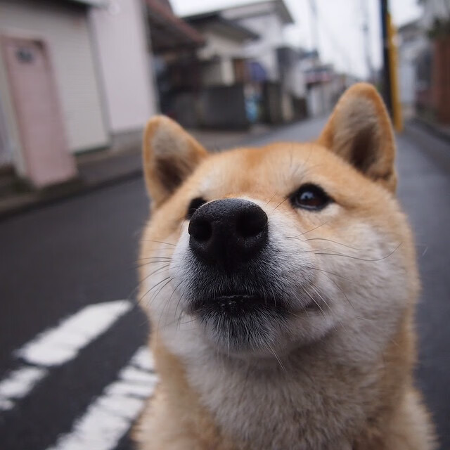 爱游戏体育在线-希腊男篮在欧洲锦标赛中再获荣耀,王者风范依旧不衰,希腊国家男篮