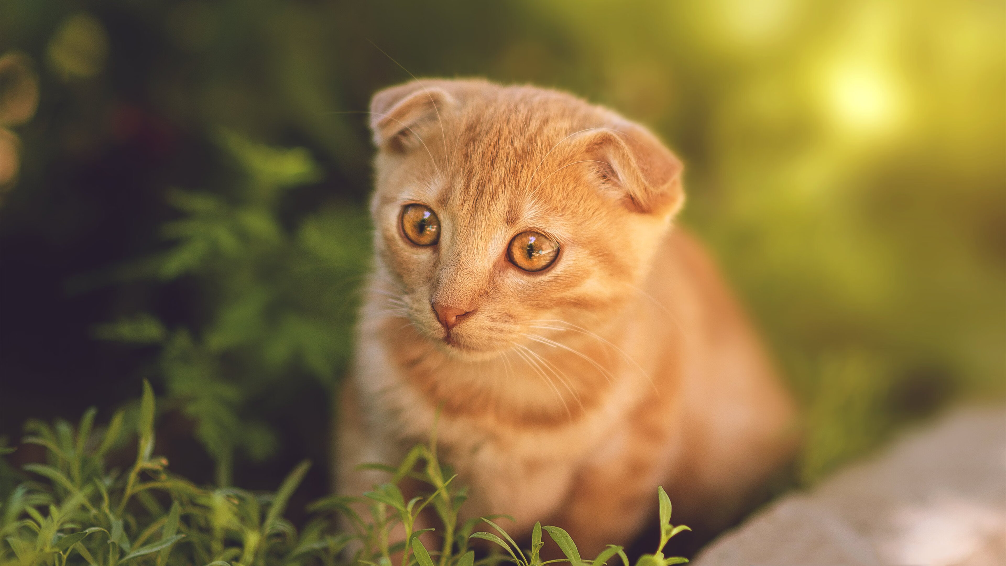 爱游戏官网app-张雨霏突破自我刷新纪录,张雨霏专访