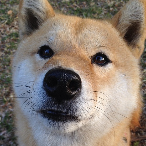 爱游戏体育娱乐-德甲攻势如潮：全场节奏快如闪电，德甲现场