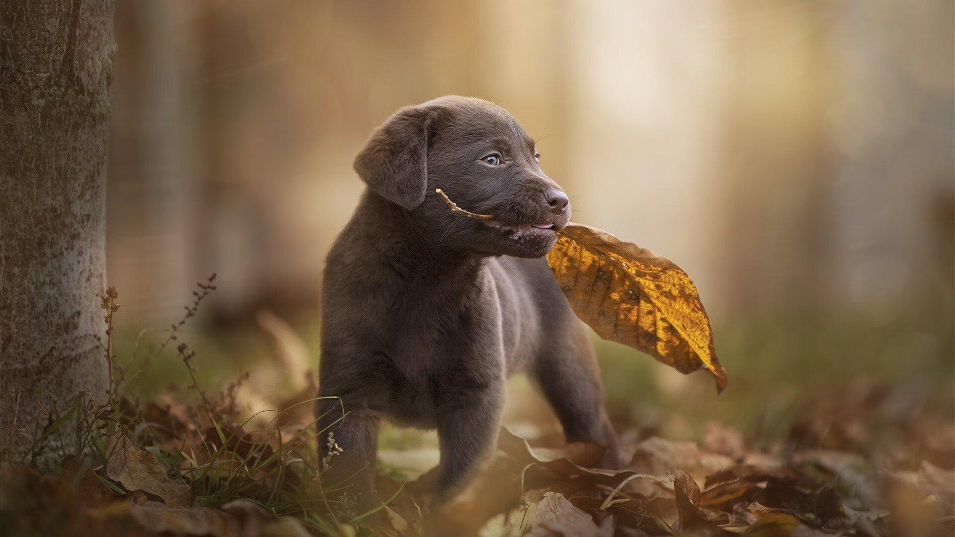 爱游戏体育在线-戴维·帕特森的全能型打法，让袋鼠队在攻防两端无懈可击，帕特里克·戴维森