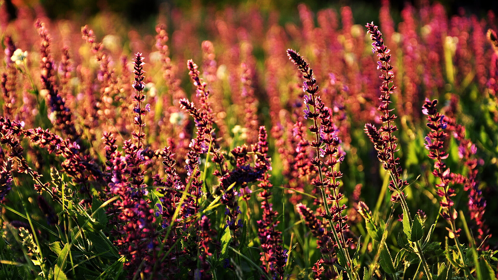 爱游戏ayx-欧洲杯战术大革命:出奇制胜,精彩纷呈!,欧洲杯战术机位