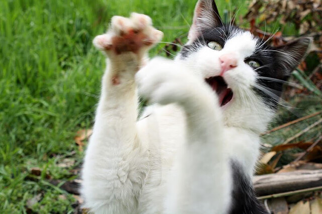 爱游戏app活动-法甲未来之星：崭露头角，引领足球潮流！，足球未来之星阵容