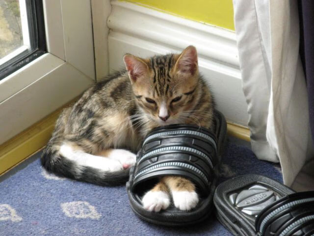 爱游戏体育在线-蛙泳技巧突尼斯女将精准掌控，女子蛙泳冠军视频欣赏