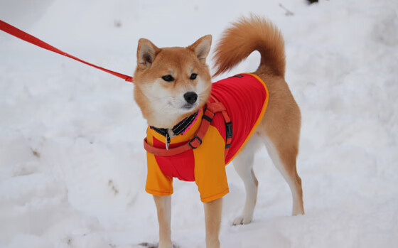 爱游戏体育在线-足球训练机器人进入青训中心，足球机器人比赛规则